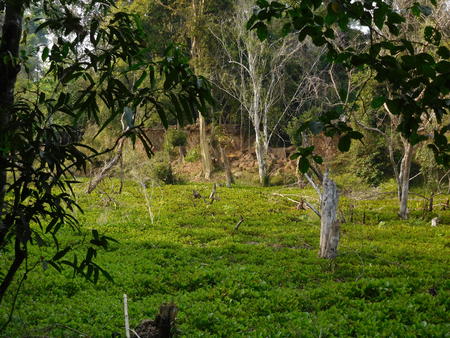 Preah Khan southern wall