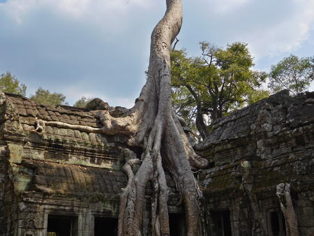 Ta Prohm